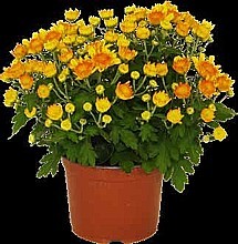 LISTOPADKA ZAHRADNÍ (CHRYSANTHEMUM MULTIFLORA)