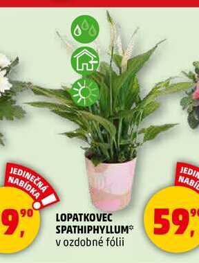 LOPATKOVEC SPATHIPHYLLUM