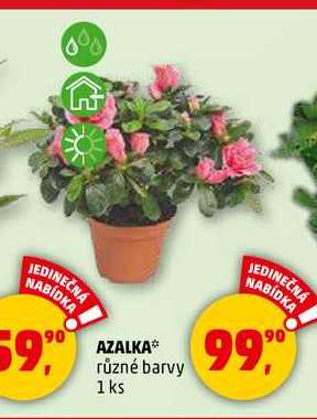 AZALKA, 1 ks