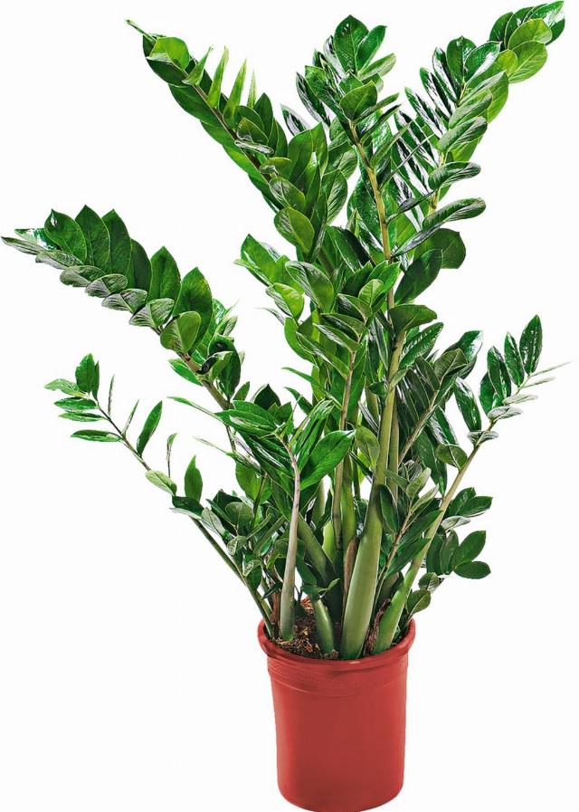 Zamioculcas
