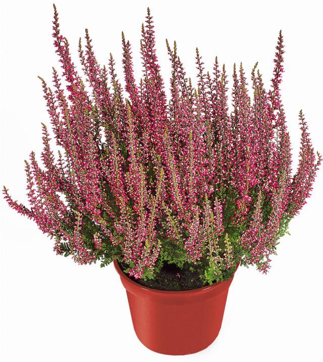 Vřes obecný Calluna vulgaris