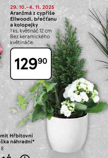 Aranžmá z cypřiše Ellwoodi, břečťanu a kolopejky, 1 ks, květináč 12 cm Bez keramického květináče