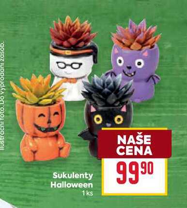 Sukulenty Halloween 1ks