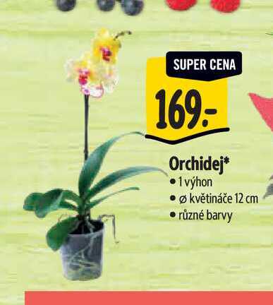 Orchidej, pr.květináče 12 cm