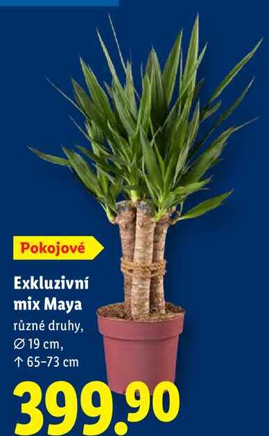 Exkluzivní mix Maya