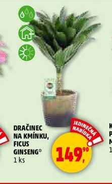 DRAČINEC NA KMÍNKU, FICUS GINSENG, 1 ks