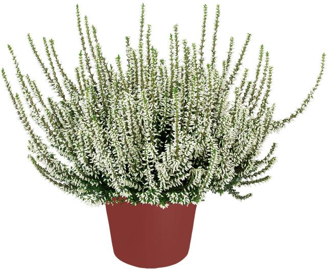 Vřes obecný Calluna vulgaris