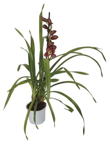 Cymbidium, 1 KS