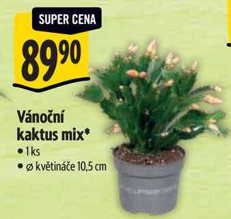 Vánoční kaktus mix