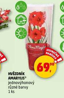 HVĚZDNÍK AMARYLIS, 1 ks 