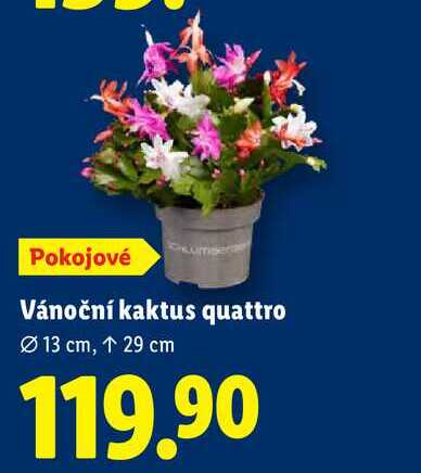 Vánoční kaktus quattro 