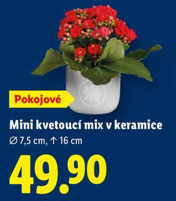 Mini kvetoucí mix v keramice