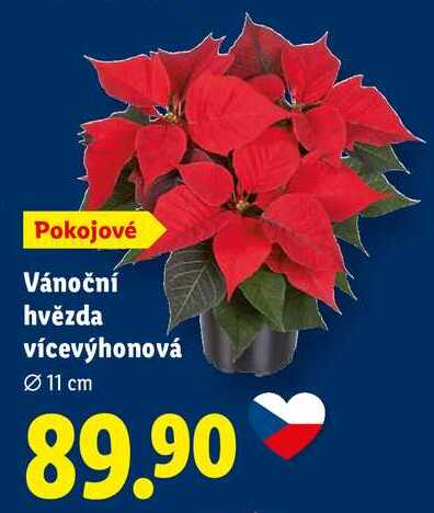 Vánoční hvězda vícevýhonová