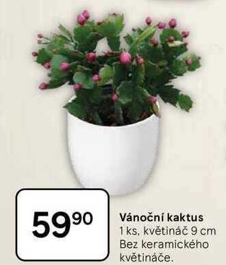 Vánoční kaktus, 1 ks, květináč 9 cm, Bez keramického květináče