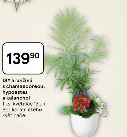 DIY aranžmá s chamaedoreou, hypoestes a kalanchoí, 1 ks. květináč 12 cm, Bez keramického květináče 