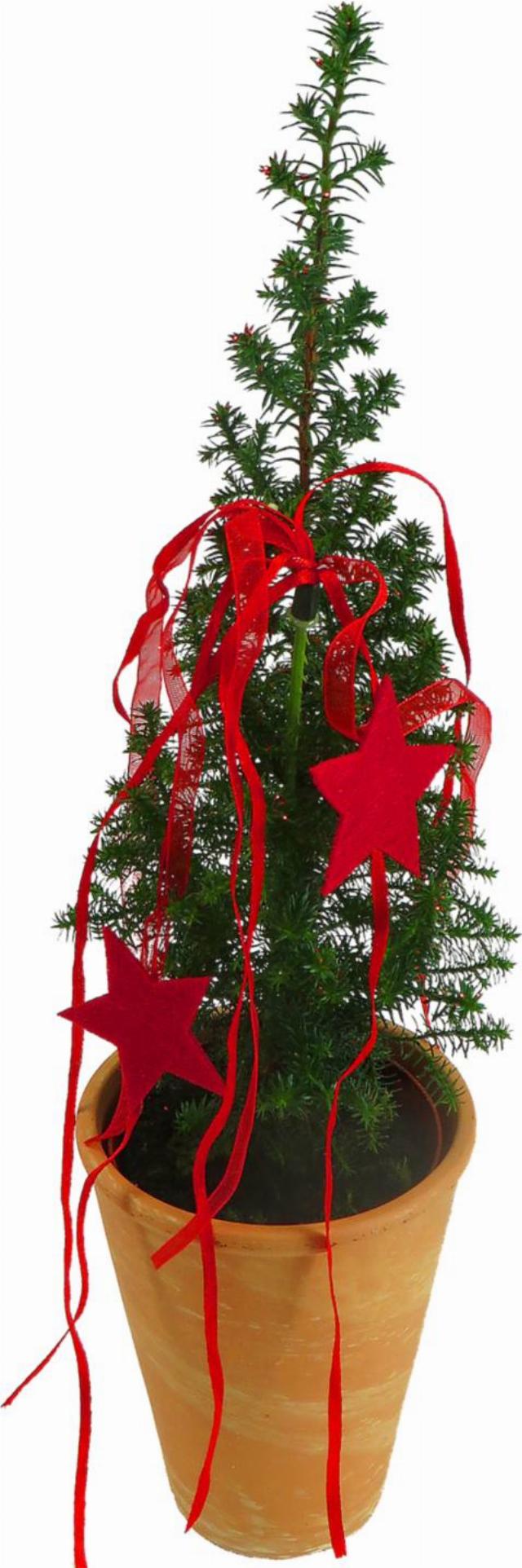 Vánoční konifery v terakota květináči