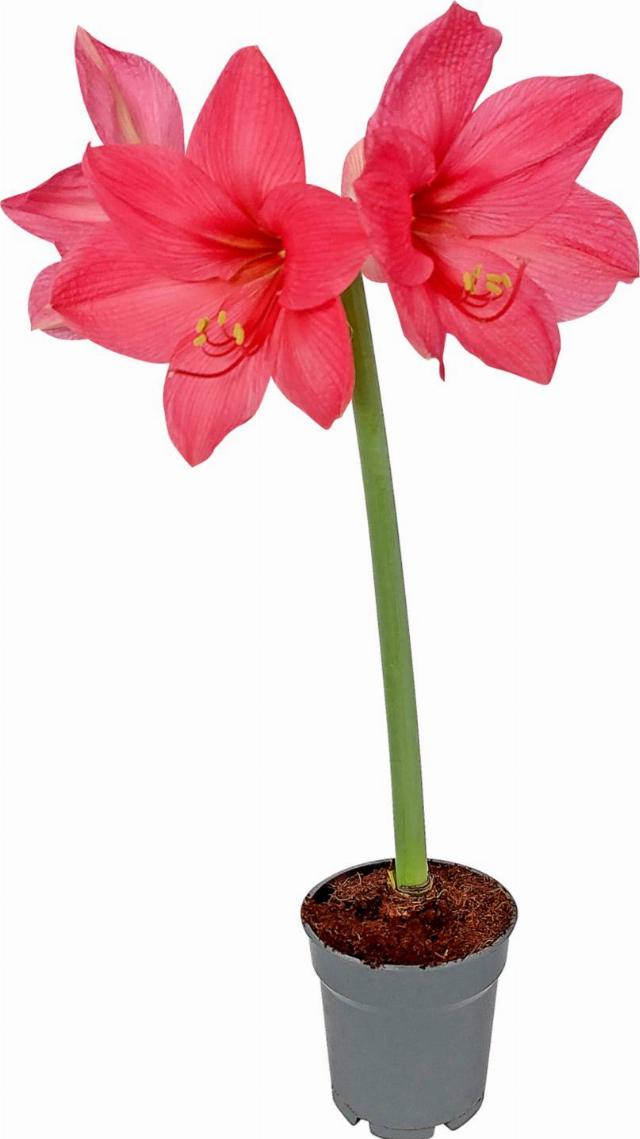 Amaryllis