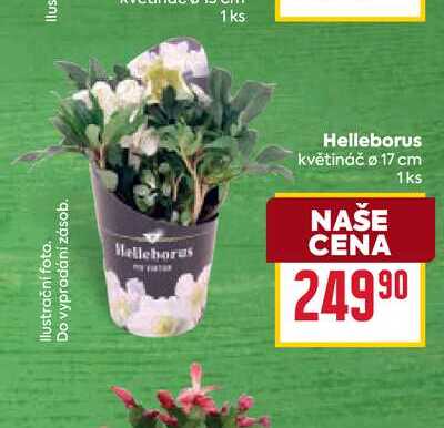 Helleborus květináč o 17 cm 