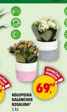 KOLOPEJKA KALANCHOE ROSALINA, 1 ks