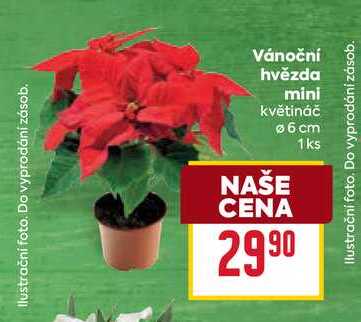 Vánoční hvězda mini květináč 6cm