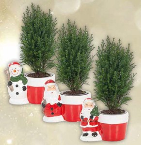 Chamaecyparis Ellwoodii