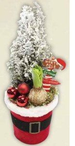 Květoucí aranžmá Hyacint a Chamacyparis