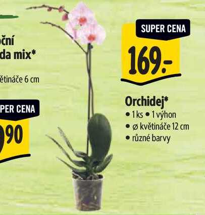  Orchidej, pr. květináče 12 cm 