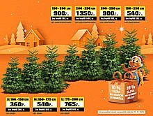 Vánoční stromeček Nordmann Premium 200–250 cm