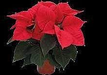 PRYŠEC NÁDHERNÝ „VÁNOČNÍ HVĚZDA” (POINSETTIA)