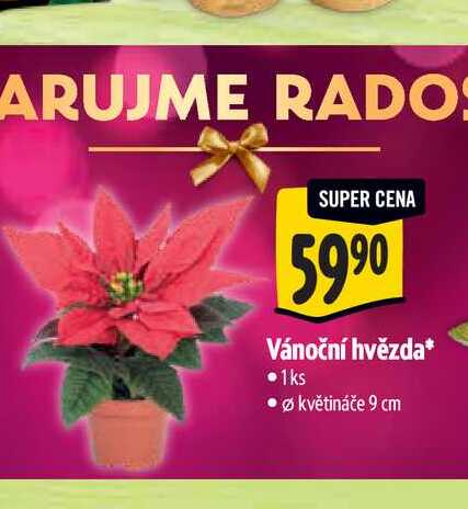 Vánoční hvězda, pr. květináče 9 cm