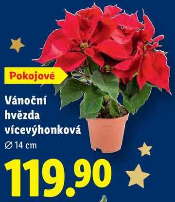 Vánoční hvězda vícevýhonková