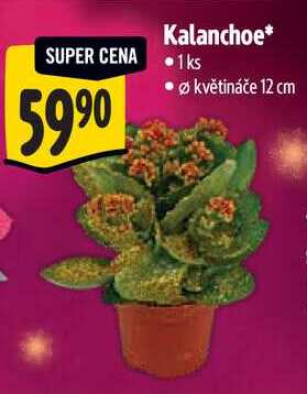 Kalanchoe