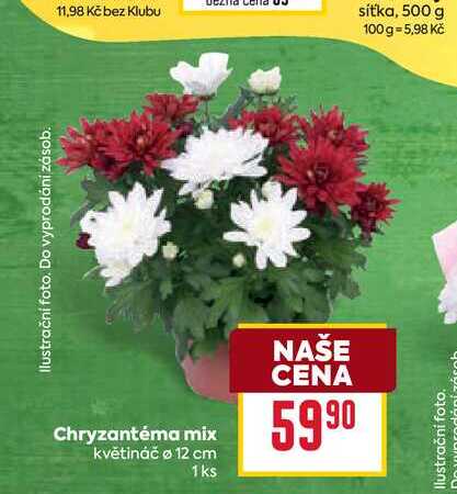Chryzantéma mix květináč ø 12 cm 1ks