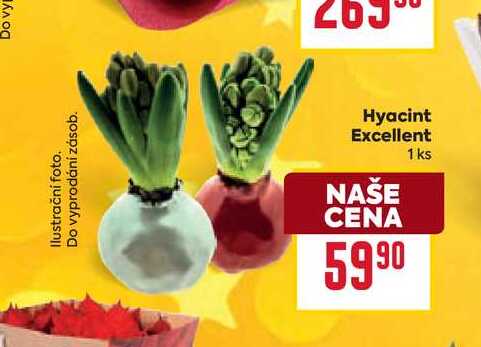 Hyacint Excellent 1 ks