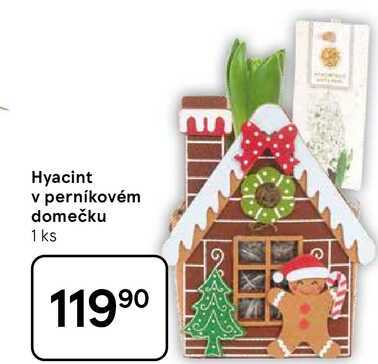 Hyacint v perníkovém domečku, 1 ks 