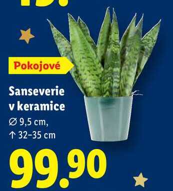 Sanseverie v keramice 