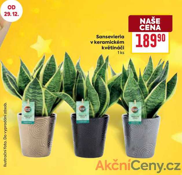 Sansevieria v keramickém květináči 1 ks