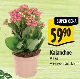 Kalanchoe 