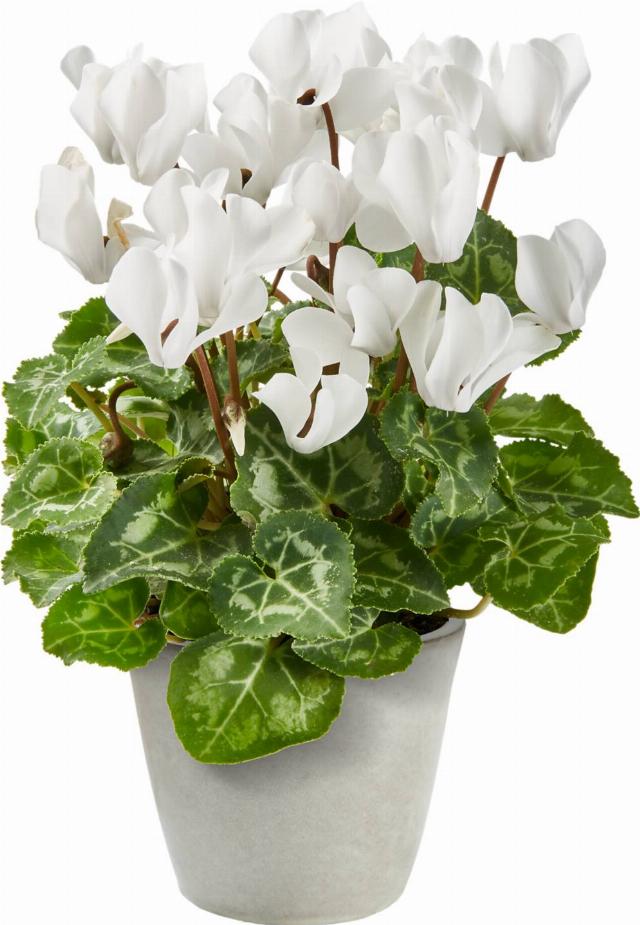 Brambořík Cyclamen persicum