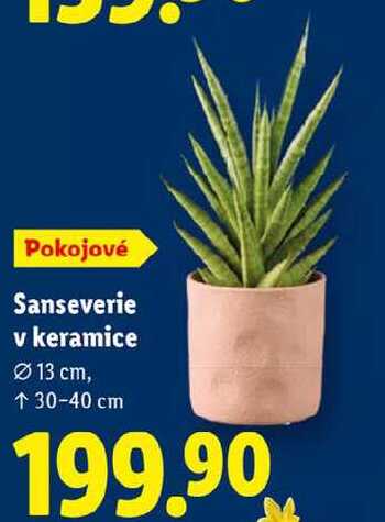 Sanseverie v keramice