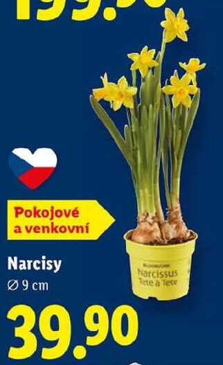Narcisy