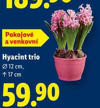 Hyacint trio 