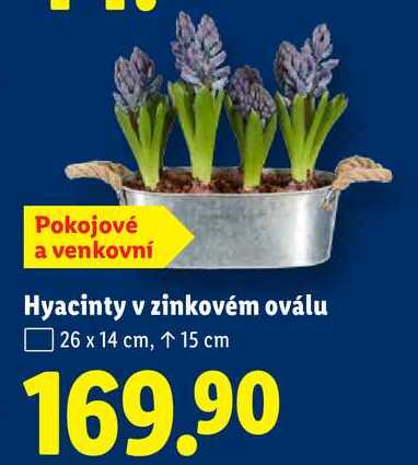 Hyacinty v zinkovém oválu