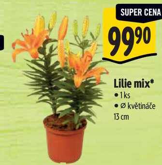 Lilie mix