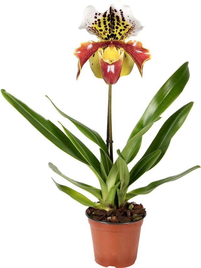 Střevíčník Orchidea Paphiopedilum
