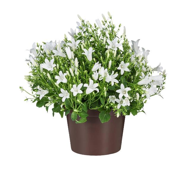 Zvonek bílý Campanula White Get Mee