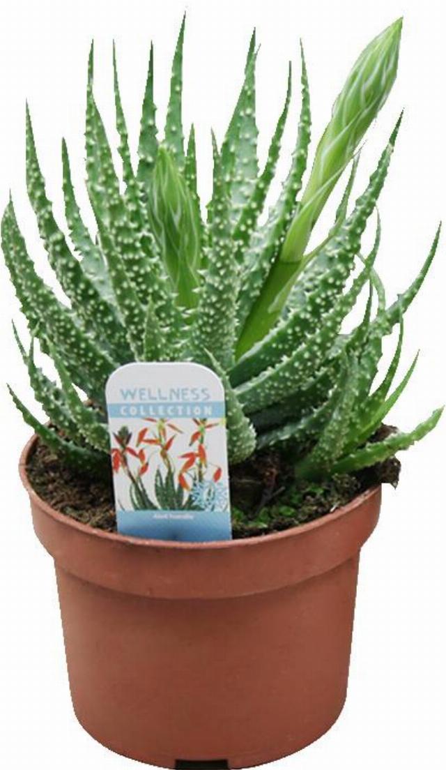 Aloe humilis s květem