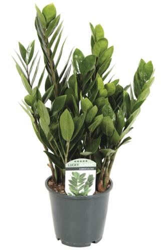 Zamioculcas, 1 KS
