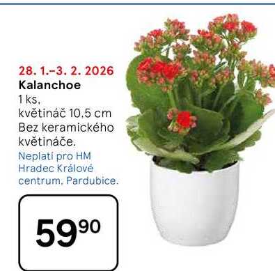 Kalanchoe, 1 ks. květináč 10.5 cm, Bez keramického květináče