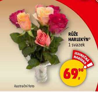 RŮŽE HARLEKÝN, 1 svazek 